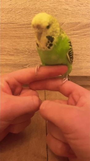 Budgie climbs on my finger #budgie