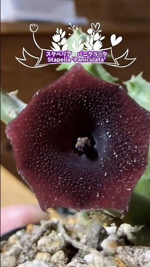 スタペリア パニクラータ Stapelia Paniculata #succulent #多肉植物 #ガガイモ #スタペリア #Stapelia #Paniculata