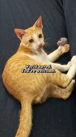 Calm Storm vs Ponytail 😂 | The Most Intense Cat Battle Ever #shorts #catshorts #cat