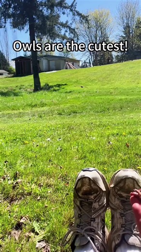 Discover the Cuteness of Owls and Funny Animal Moments