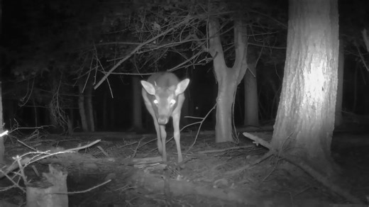 Wildlife in the Woods. We set up our trail cameras on the well used routes of the deer in our woodland. At 112 Survival we don’t just run survival courses, we also rent our woodland to other users. Our Shropshire woodland is ideal for running your own bushcraft training, forest school, wildlife photography, and much more. It’s all set up and ready to use with covered teaching areas, fire pits and a composting toilet. Get in touch through info@112survival.com or call Chris on 07769946600. We host