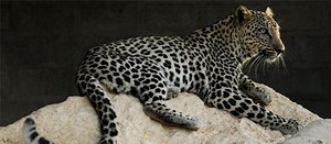 Arabian leopard - Alchetron, The Free Social Encyclopedia