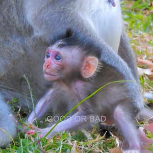 How sweet.. Mum did great job well nursing her baby monkey dialy | Good Or Bad