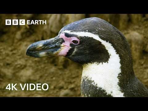 The World of Birds in Stunning 4K | 4K UHD | BBC Earth