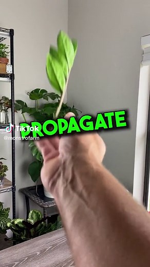 Step-by-Step Guide to ZZ Plant Propagation in Soil