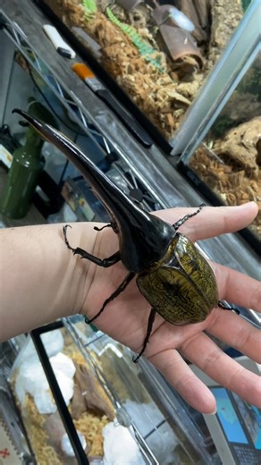 ヘラクレスオオカブト(原名亜種)世界最大のカブトムシカメラに収まりきらない程の特大サイズ