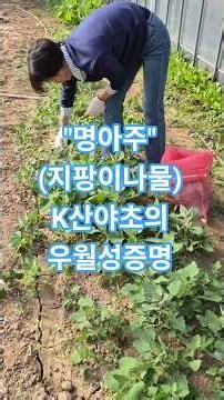 명아주 (지팡이나물) #명아주#망초나물#봄배추#예산10경#예산#예당호