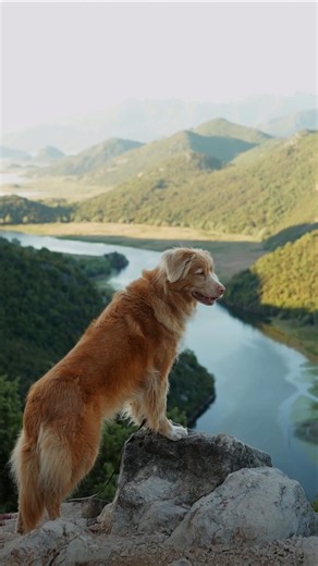 These are the best dog breeds for avid hikers