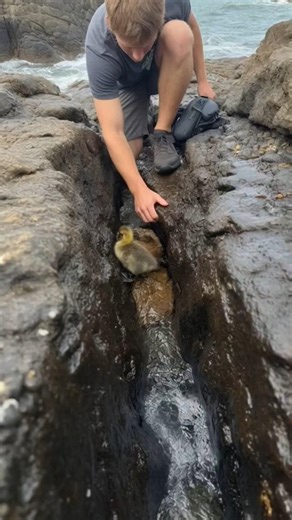 This Baby Goose Was Seconds From Drowning