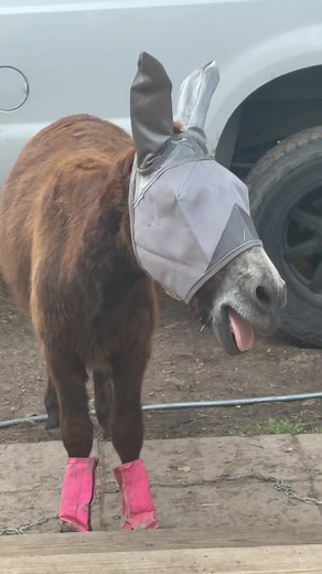 Monty the Singing Donkey: A Friday Treat from the Farmyard Opera