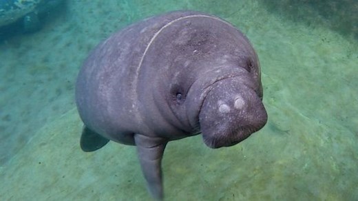 Inside the Columbus Zoo and Aquarium's groundbreaking work in conservation