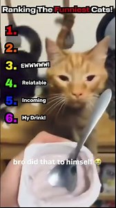 Ranking The Most Random Cats! #cats