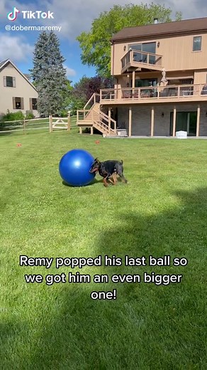 Doberman REMY and ENZO on TikTok