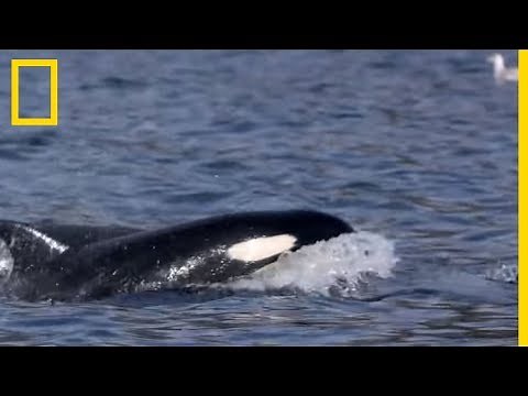 Les orques, super-prédateurs