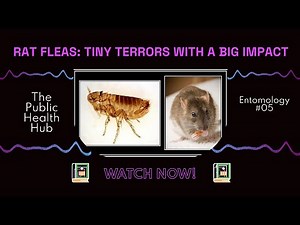 Rat Fleas: Tiny Terrors with a Big Impact