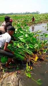Varieties of fish catching from hyacinth #reels #shorts #shortvideo #hyacinth #bigfish #freshwaterfish | Fishing World