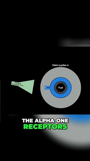 Understanding Pupil Dilation #shorts #anatomy #science #pupiloftheeye #eyes