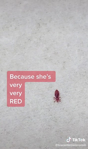 Understanding Lice Feeding Habits and Characteristics