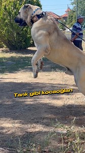 19K views · 263 reactions | Balyoz Gibi Sert Güçlü Boz Çoban Köpeği. #kangal #kurt #malaklı #anadolu #köpek #dog #guarddog #guardiandog #akbaş #anadoluçobanköpeği #kafkasçobanköpeği #alabai #danua #pitbull #canecorso #labrador #caucasian #herd #shep #labrador | Kangal Dünyası TR | Facebook