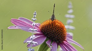 Small Tortoiseshell Butterfly opening wings on Purple Coneflower - macro. shot from behind