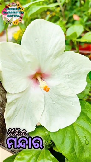 White Hibiscus 🌺✨ #flowers #trending #love #gardening #shortvideo #shorts #viralvideo #viral #video