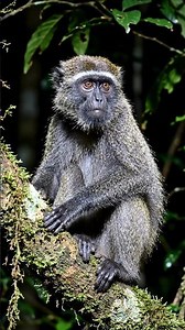 Azara's Night Monkey🐵#youtubeshorts #shortvideo #tranding