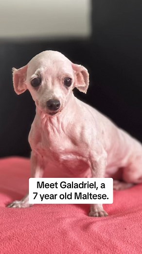 Galadriel, a 7 years old female Maltese, came to us with skin issues. Her skin was red especially on her lower back and legs, indicating those areas had matts that were pulling tightly before she was shaved the morning she came to us. Her teeth are terrible- many will need to be removed. She actually had an oral nasal fistula when she arrived, which is an abnormal opening between the oral and nasal cavities. The lighter pink around the cavity indicates a lot of the tissue has already healed, so 