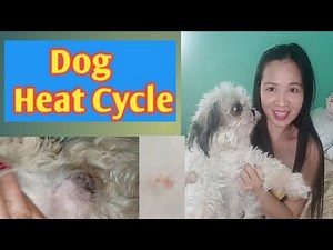 Anu Ang Dapat Gawin Kapag May Regla Ang Aso / Dog Heat Cycle
