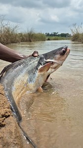 Catching river big stuck pangasius fish #fish #video #reels | Discovery Site