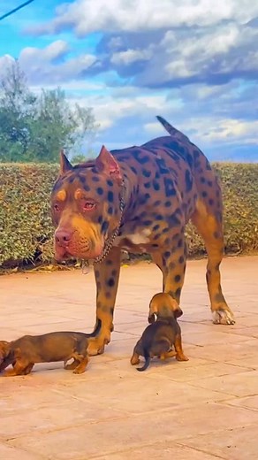 JAGUBULL: The Unique Blend of Jaguar and Bully Breeds