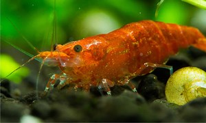 What Do Cherry Shrimp Eat? 10 Of Their Favorite Foods