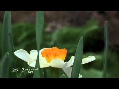 GIOVANNI MARRADI - Poeme