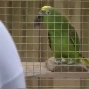 14K views · 326 reactions | A gang of foul-mouthed parrots have been taken off display at a wildlife park for swearing at visitors. But it's not the first time parrots there have made headlines. Here's Chico giving his rendition of Beyonce's 'If I were a boy". Video credit: Lincolnshire Wildlife Park Full story: https://bit.ly/34cSkla | ITV Central | Facebook