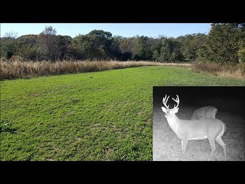 Up your Deer Hunting with a Pure Alfalfa Plot