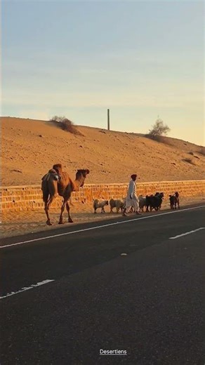 गाँव का जीवन 😍 #villagelife #gaon #thar #desert #lifestyle #morning #shorts #youtubeshorts