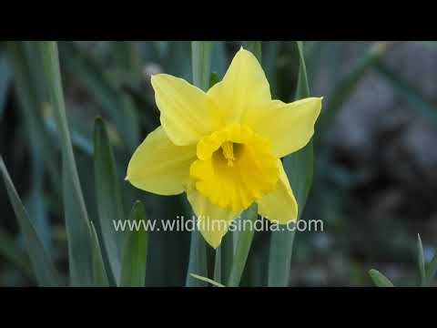 Beautiful daffodils in full bloom | Spring flower stock video