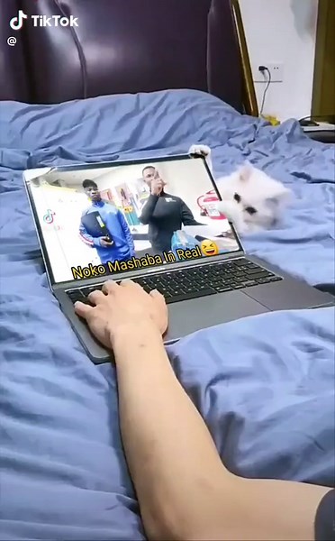 Cat Accidentally Damages Laptop: What Happened?