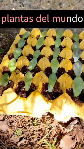 774K views · 4.9K reactions | cómo hacer varias plántulas de rosas de piedra suculentas en un cartón de huevos #exito | Plantas del mundos | Facebook
