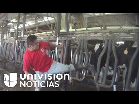 On video: The mistreatment of dairy cows on a Florida farm