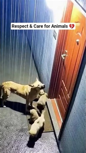 Sad Animal Videos 😢 | Respect & Care for Animals