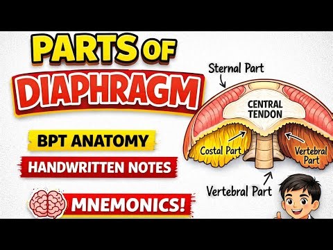 Diaphragm Anatomy for BPT | Parts, Mnemonics & Exam Questions - Download Handwritten Notes Free PDF