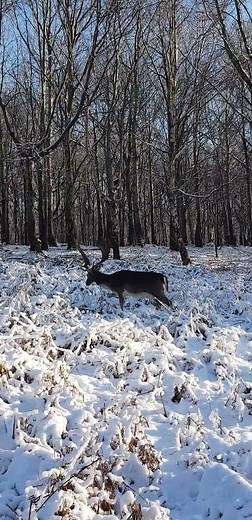 Discovering Fallow Deer: Guardians of the Forest