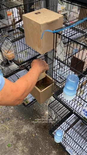finch jogja on Instagram: "Checking the Java sparrow foster nest today. A few chicks have already hatched and look healthy. Hoping they grow strong in the next few days. #FinchJogja #JavaSparrow #AviaryLife #BabyBirds #HighCPMVideo"
