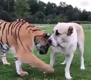 Alabai Dog Size Comparison with Tiger and Owner Protection