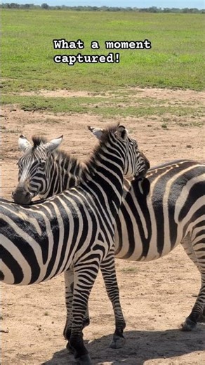 We were lucky to have caught two #zebras in a tight #hug! #africa #zebra #wildlife #africansafari