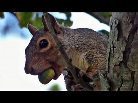 Squawking Squirrel Eating Acorn September 18, 2014