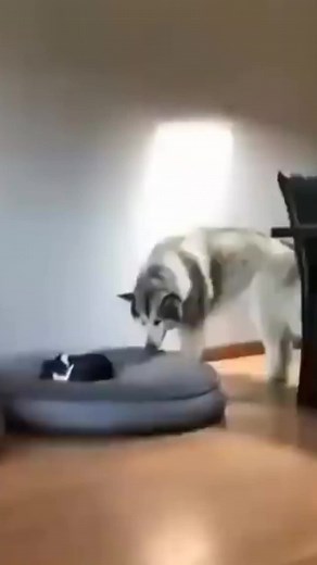 Cat&Dog_Smil na TikTok