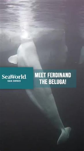 Meet Ferdinand the Beluga: The World's Oldest Beluga Whale in Zoo