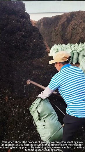 Watermelon 🌱 Seedlings Modern Planting Way