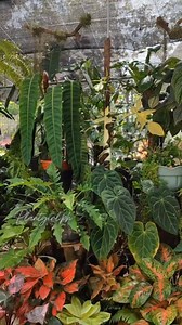 Plants at home can help cool down the hot weather temperature through transpiration, a process where plants release moisture into the air, effectively cooling the surrounding environment. #plantgirlph #plantingloveandkindness #gardening #plantsmakepeoplehappy #plants | PlantGirl PH